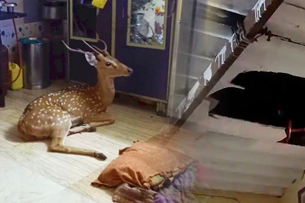 Deer Falls Through Roof in Mumbai