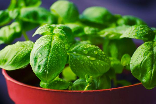 Benefits of Basil Leaves