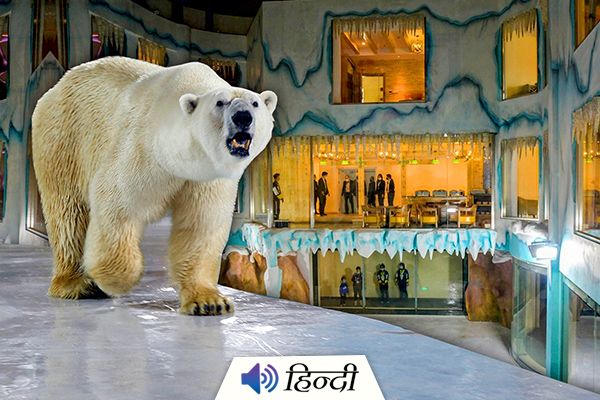 Chinese Hotel with Live Polar Bears Fully Booked