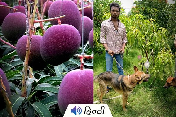 MP Couple Install Guards & Dogs to Protect Mango Trees