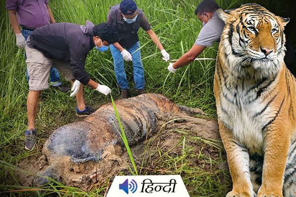 Tiger Found Dead In Kaziranga National Park
