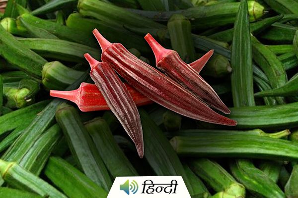 MP Farmer Grows Red Lady Finger in His Garden