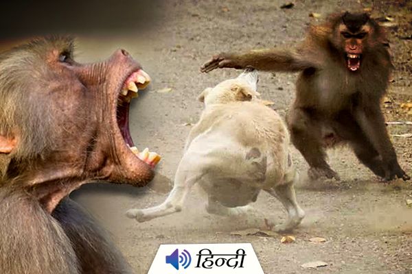 Enraged Monkeys Kill 250 Dogs To Take Revenge