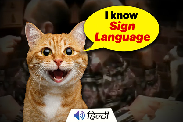 Cat Learned Sign Language for Its Deaf Owner