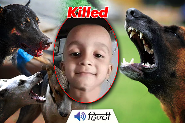 5 Year Old Boy Killed by Stray Dogs in Maharashtra