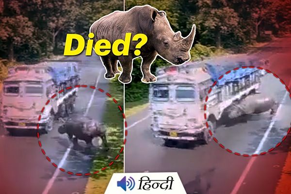 Assam: Rhino Badly Hit By Truck Caught on Camera