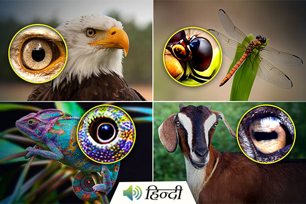 7 Animals That Have the Sharpest Eyesight