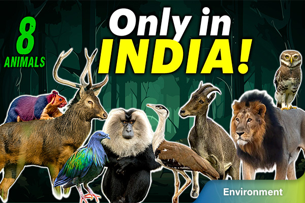 8 Animal Species That Are Found Only in India!