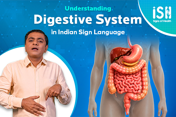 Digestive System Explained: The Journey of Food Inside Your Body